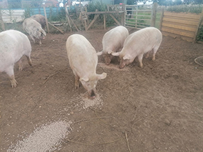 larkrise holidays  - our farm pigs